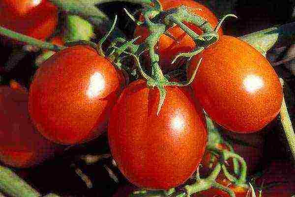 the best pickling varieties of tomatoes