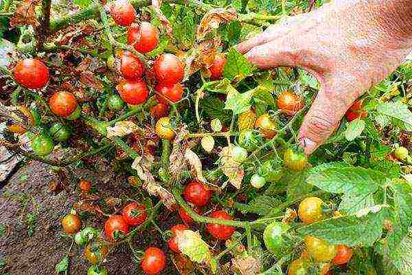 the best pickling varieties of tomatoes