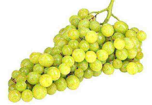 best raisin grape variety