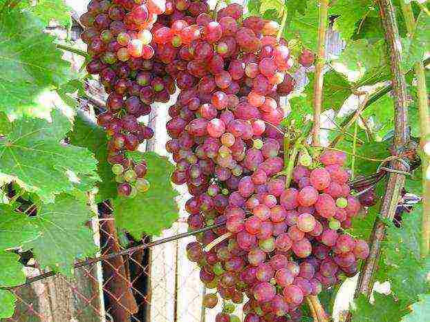 best raisin grape variety