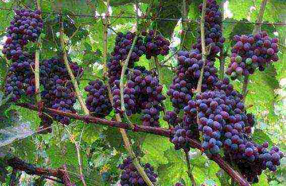 best raisin grape variety