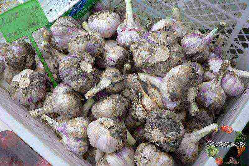 the best winter garlic variety