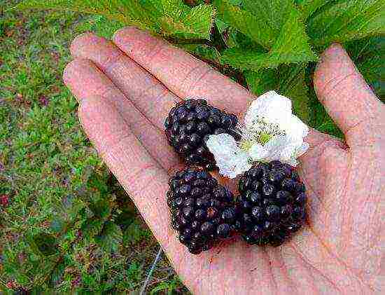 the best remontant blackberry variety