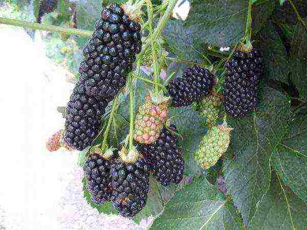 the best remontant blackberry variety