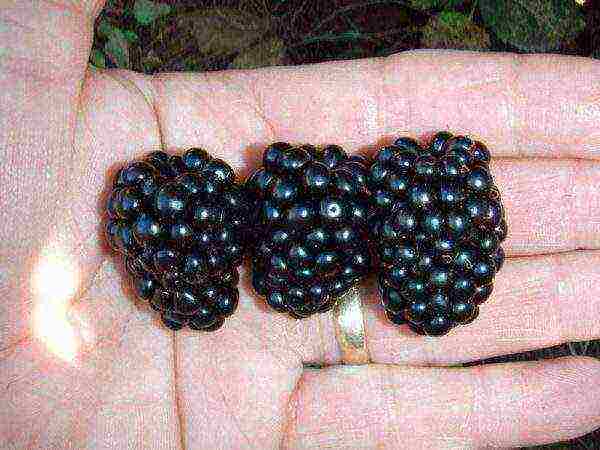 the best remontant blackberry variety