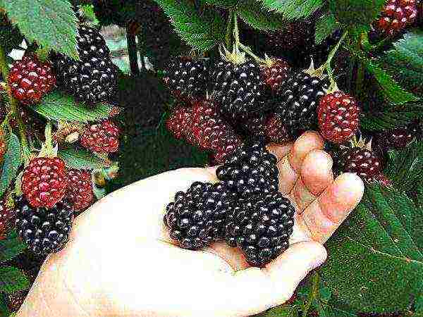 the best remontant blackberry variety