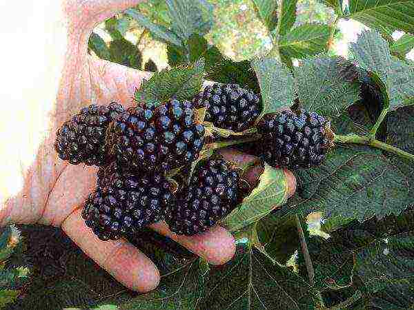 the best remontant blackberry variety