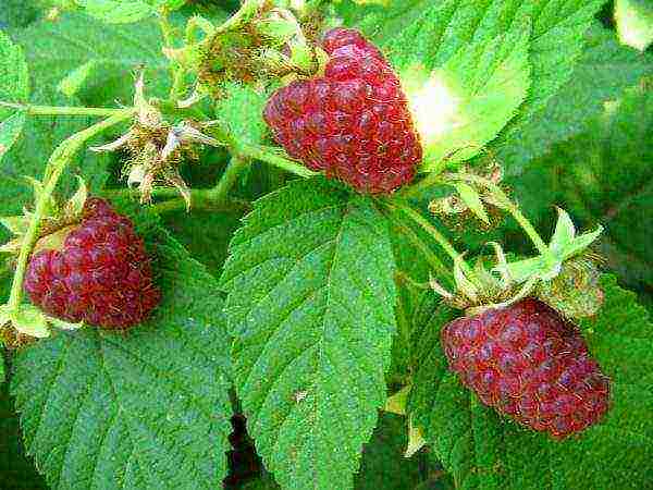 the best remontant raspberry variety