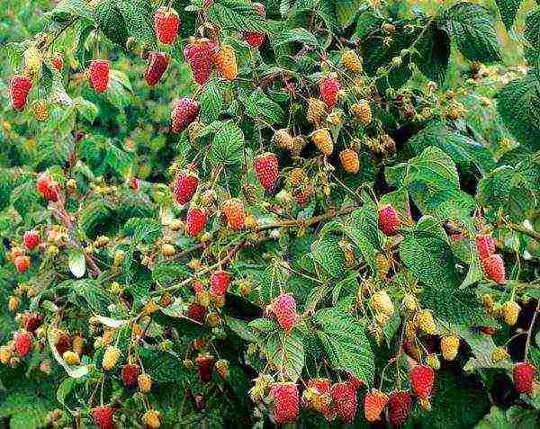 the best remontant raspberry variety