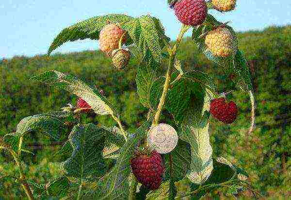 the best remontant raspberry variety