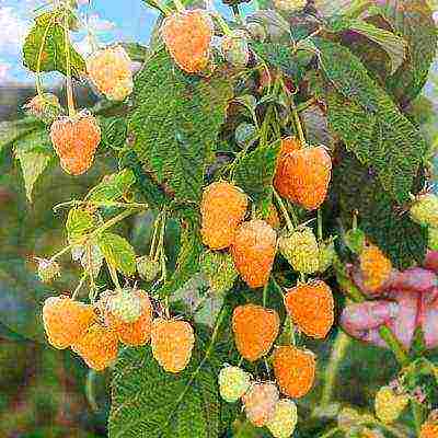 the best remontant raspberry variety