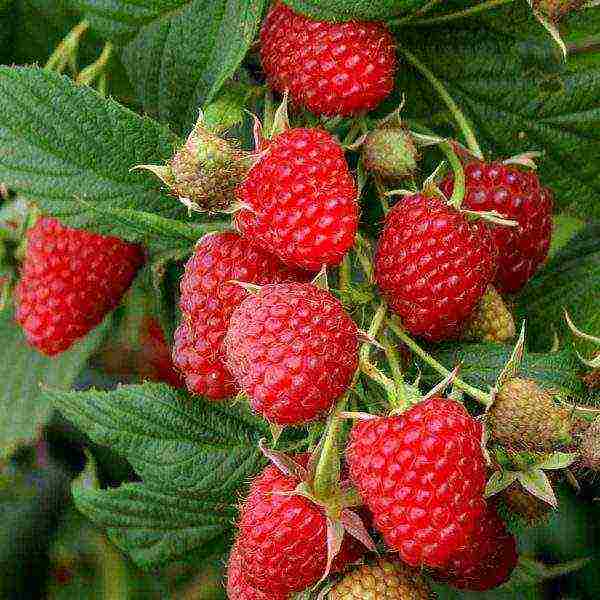 the best remontant raspberry variety