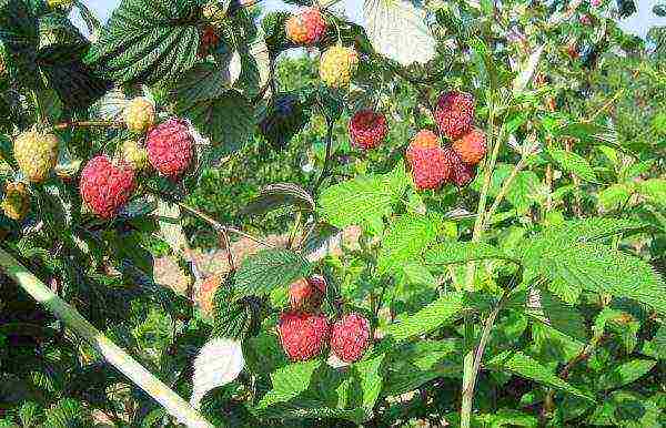 the best remontant raspberry variety