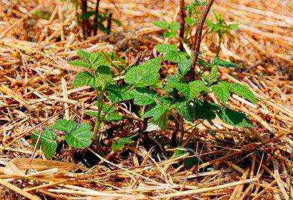 the best remontant raspberry variety