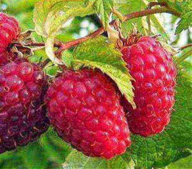 the best remontant raspberry variety