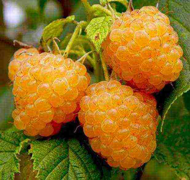 the best remontant raspberry variety