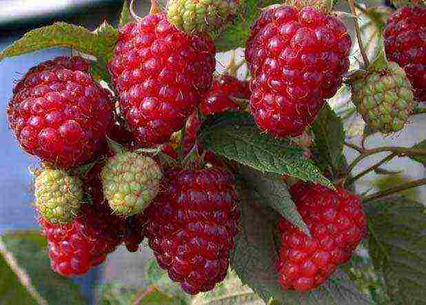 the best remontant raspberry variety