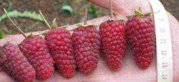 the best remontant raspberry variety