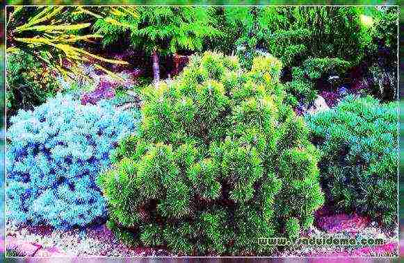 ang pinakamahusay na marka ng pine pine sa bundok