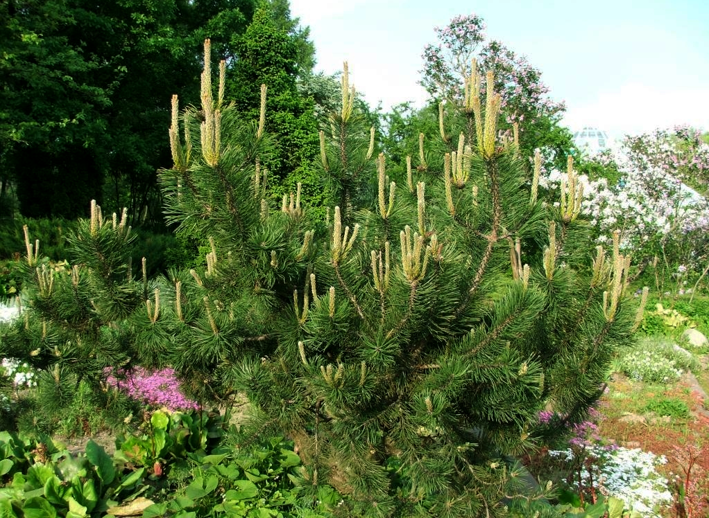 ang pinakamahusay na marka ng pine pine sa bundok