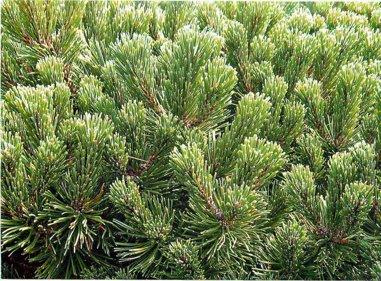 the best grade of mountain pine