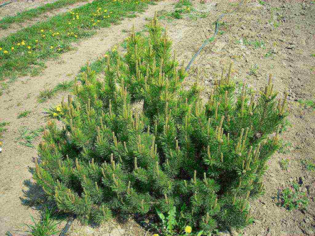 ang pinakamahusay na marka ng pine pine sa bundok