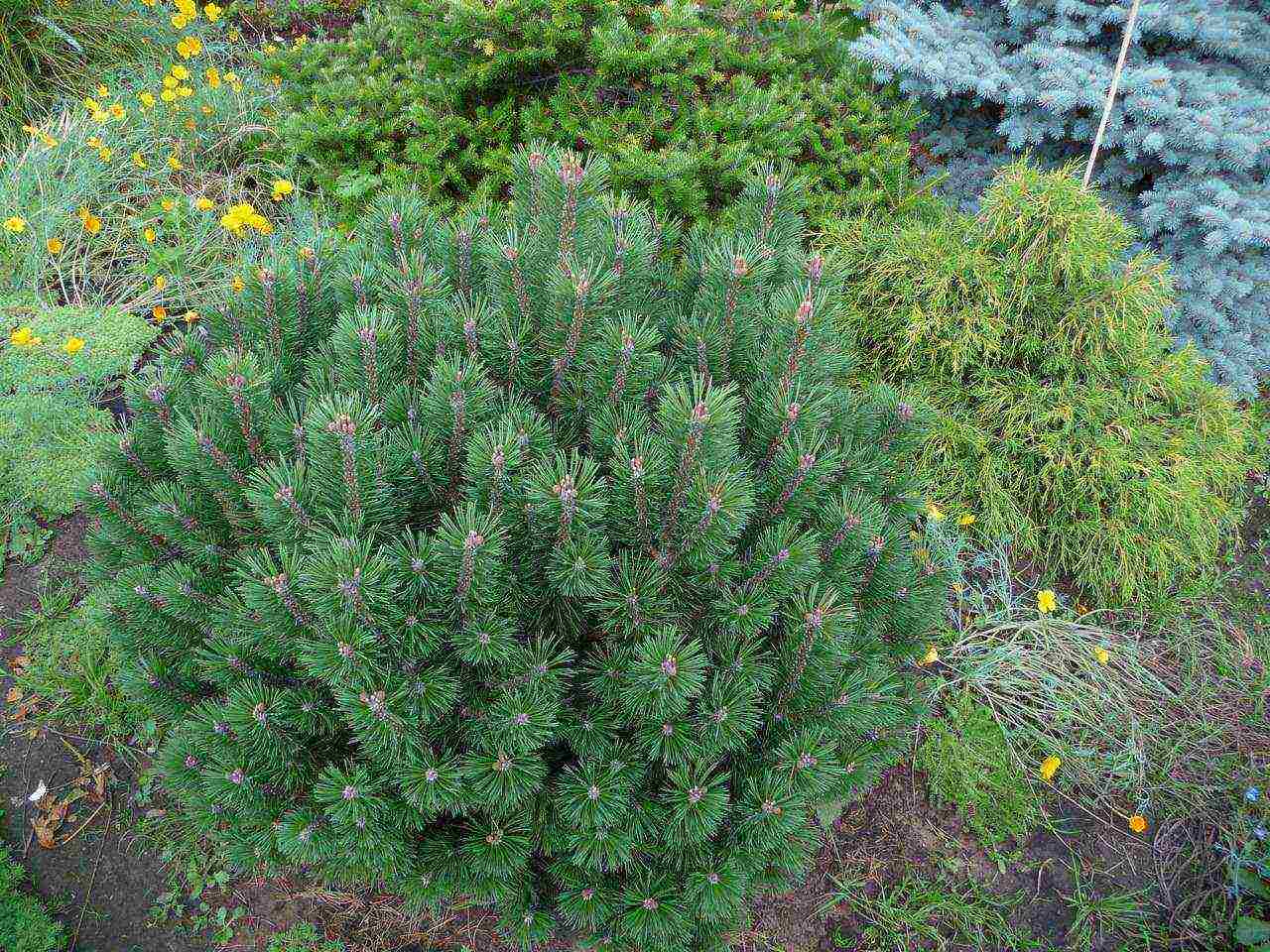 ang pinakamahusay na marka ng pine pine sa bundok