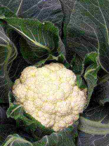 the best variety of cauliflower