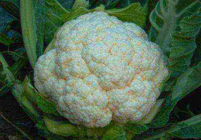best variety of cauliflower