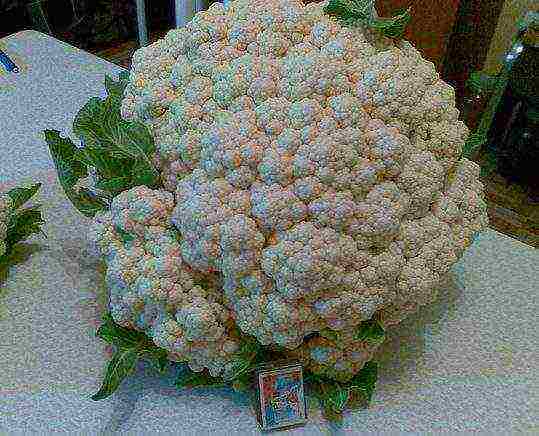 the best variety of cauliflower