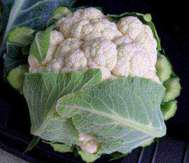 the best variety of cauliflower