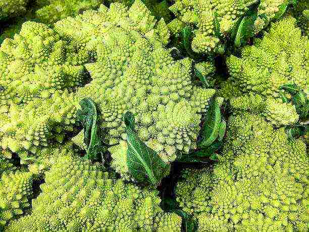 pinakamahusay na pagkakaiba-iba ng cauliflower