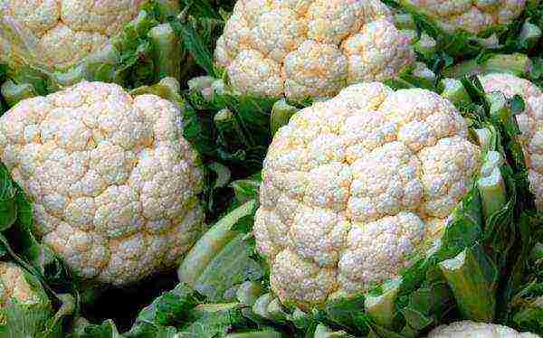 the best variety of cauliflower