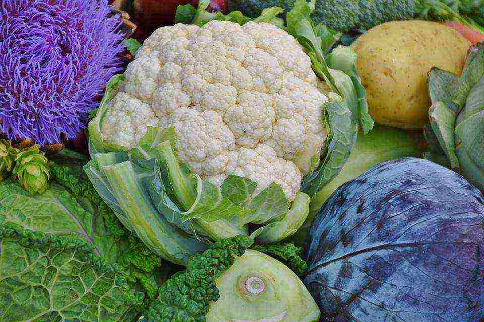 pinakamahusay na pagkakaiba-iba ng cauliflower