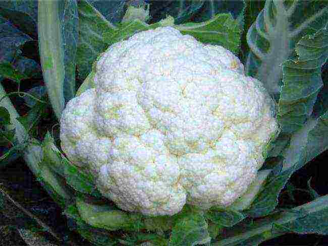 pinakamahusay na pagkakaiba-iba ng cauliflower