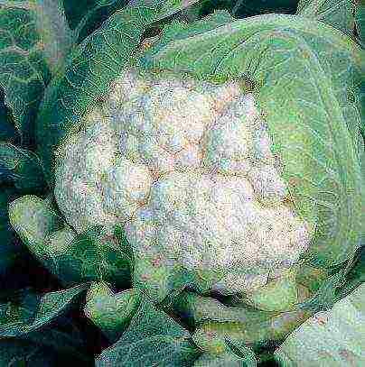 best variety of cauliflower