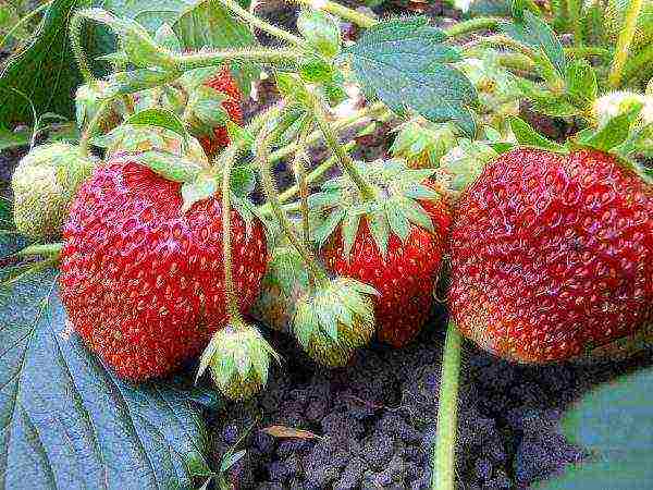 the best strawberry variety Belarus