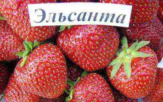 ang pinakamahusay na iba't ibang strawberry Belarus