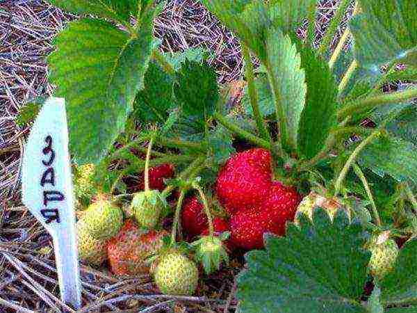 the best strawberry variety Belarus