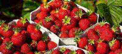 the best strawberry variety Belarus