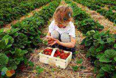 the best strawberry variety Belarus
