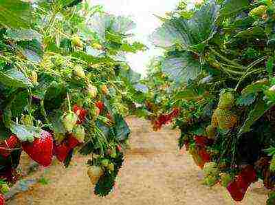 the best strawberry variety Belarus