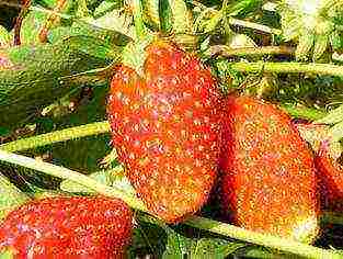 the best strawberry variety Belarus