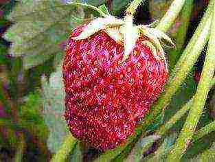 the best strawberry variety Belarus