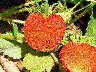 the best strawberry variety Belarus