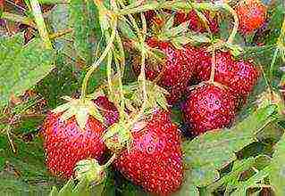 the best strawberry variety Belarus