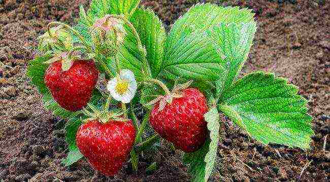 the best strawberry variety Belarus