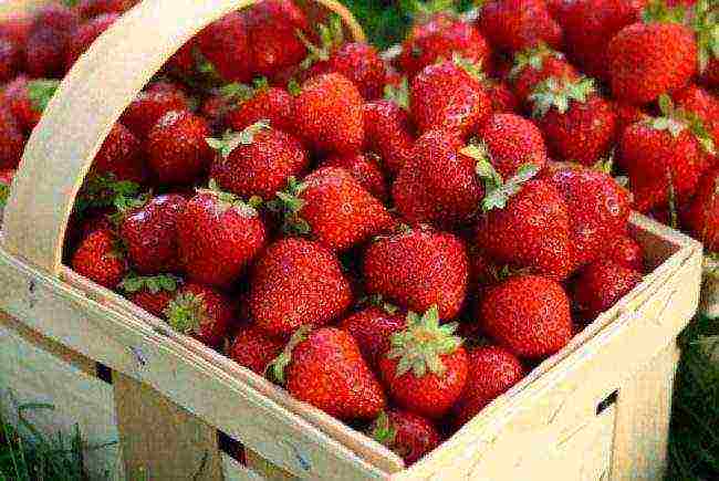 the best strawberry variety Belarus