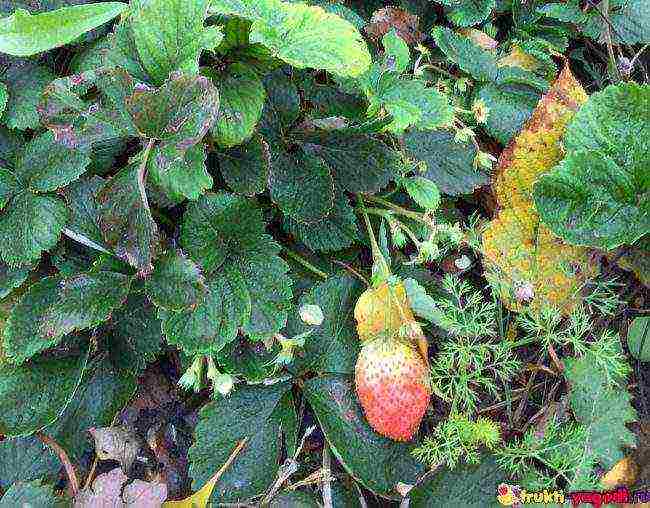 ang pinakamahusay na iba't ibang strawberry Belarus