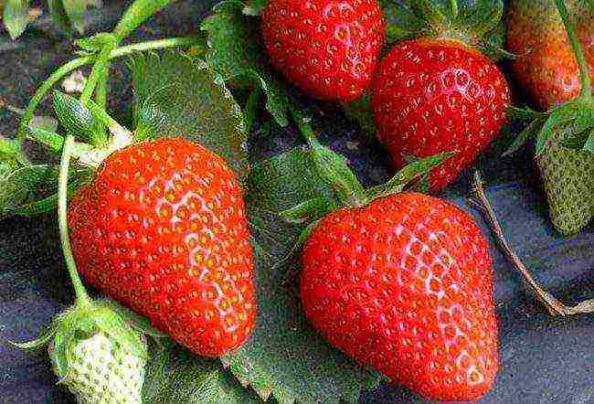 the best strawberry variety Belarus